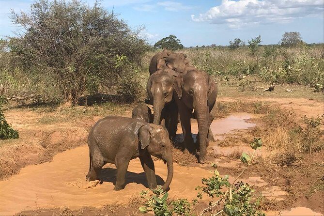 8 Days Sri Lanka round tours with privet driver, vehicle and H/B accommodations - Key Points