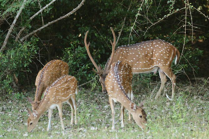 8 Days Sri Lanka round tours with privet driver, vehicle and H/B accommodations - Authentic Reviews: What Previous Travelers Say