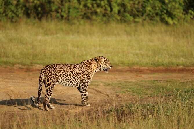 8 Days Sri Lanka round tours with privet driver, vehicle and H/B accommodations - Practical Tips for Making the Most of This Tour