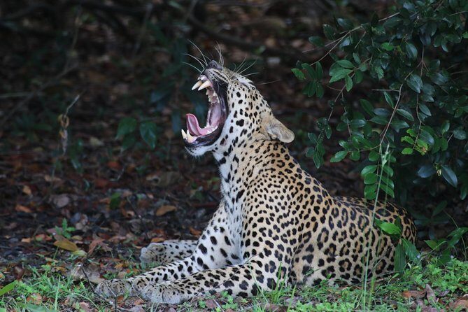 8 Days Sri Lanka round tours with privet driver, vehicle and H/B accommodations - Who Is This Tour Best For?