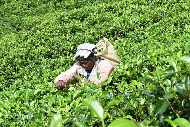 8 Days Sri Lanka round tours with privet driver, vehicle and H/B accommodations - Frequently Asked Questions