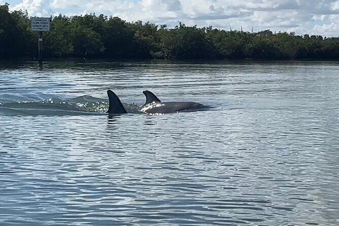 8-Hour Jungle Tour and Lagoon Passage to the Ocean in Fort Pierce - The Sum Up