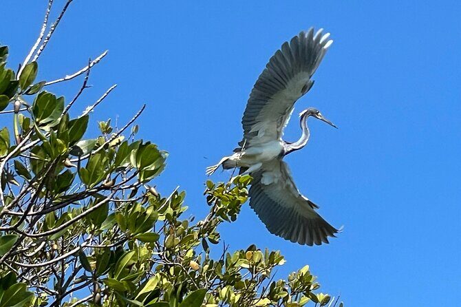 8-Hour Jungle Tour and Lagoon Passage to the Ocean in Fort Pierce - FAQ