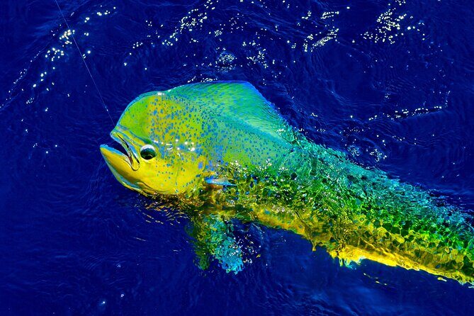 8 Hour Maui Private Fishing with Steady Pressure Charters - Final Thoughts: Is It Worth It?