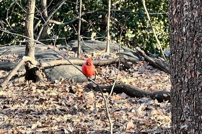 8 stops Central Park Pedicab Tour Customizable Landmarks - Why Choose a Pedicab Tour of Central Park?