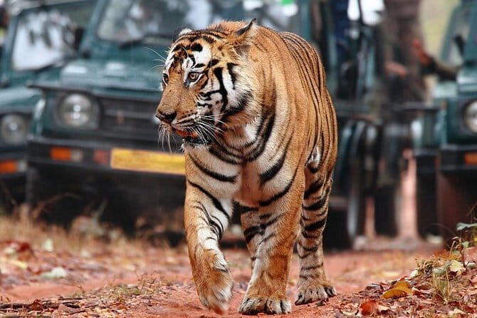 8Days Golden triangle with Ranthambore & Pushkar from Delhi Include Hotels & Car - Key Points