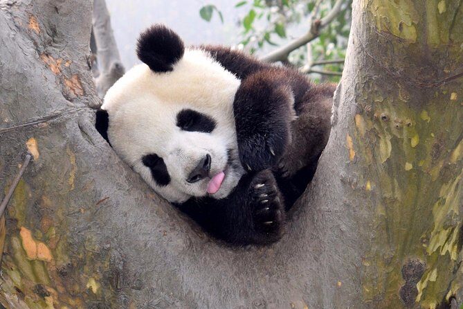 9-Day Cycle Panda Kingdom, Sichuan province, China - FAQs