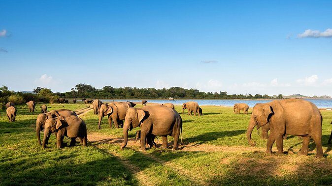 9 Days Lifetime Experience in Sri Lanka - Why This Tour Offers Great Value