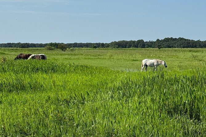 90 Minute Airboat Tour in the Florida Everglades - A Brief Overview of the Experience
