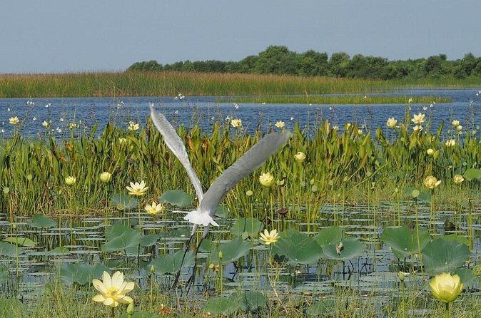 90 Minute Airboat Tour in the Florida Everglades - Authentic Wildlife Encounters & Educational Value