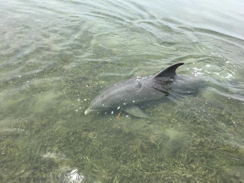 90 Minute Backwater Eco & History Tour - What Travelers Are Saying: Authentic Insights