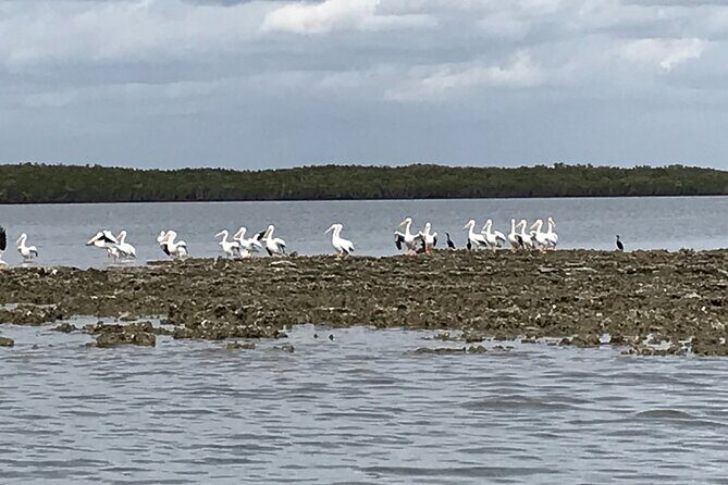 90-Minute Guided Eco Airboat Tour in Homosassa - An In-Depth Look at the Tour Experience