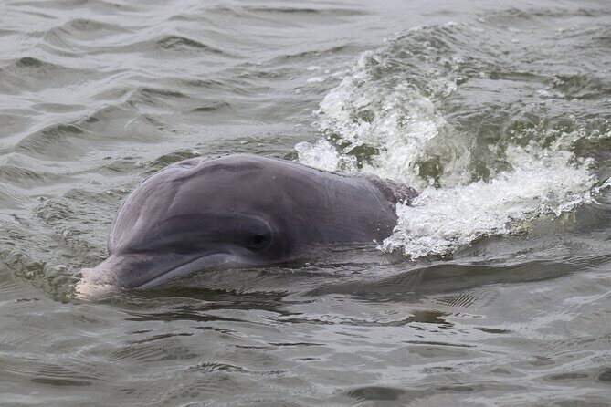90 Minute Tour to See Dolphins in Hilton Head Island - FAQ