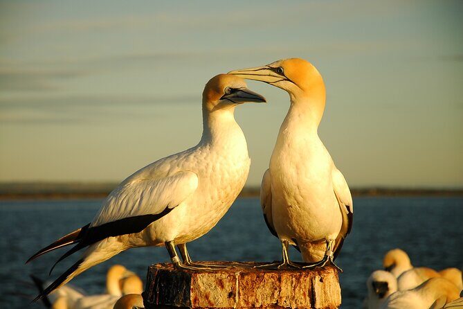 90 minute wildlife and scenic cruise - FAQ