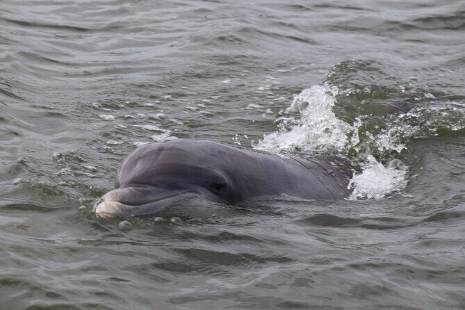 90 minutes Dolphin and Nature Tour - An In-Depth Review of the Hilton Head Dolphin & Nature Tour