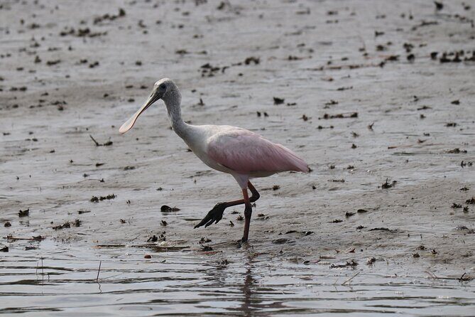 90 minutes Dolphin and Nature Tour - The Final Word: Who Should Consider This Tour?