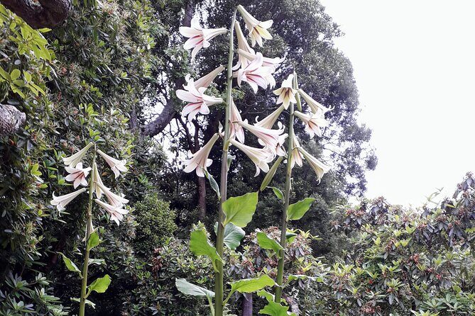 A 2 hour Small Group Dunedin City Highlights Tour - Authentic Experiences and Feedback
