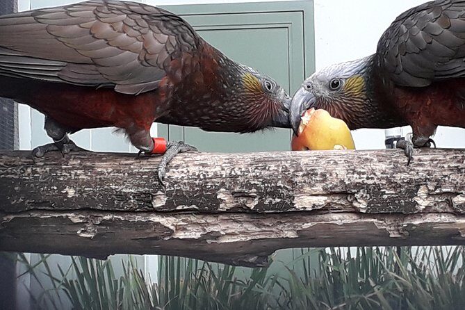 A 2 hour Small Group Dunedin City Highlights Tour - FAQ