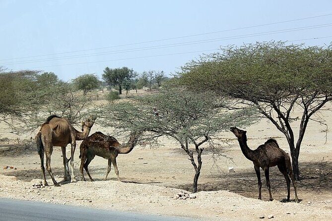 A Camel Safari Through The Thar Desert Sand Dunes Near Bikaner - The Value of the Experience