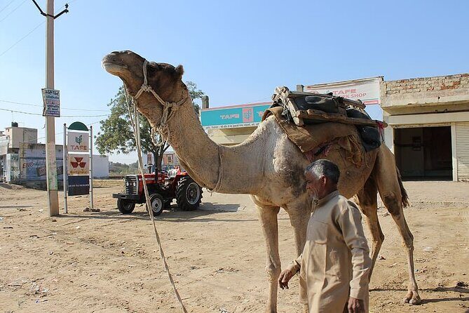 A Camel Safari with High Tea and Local Music - Practical Tips for the Experience