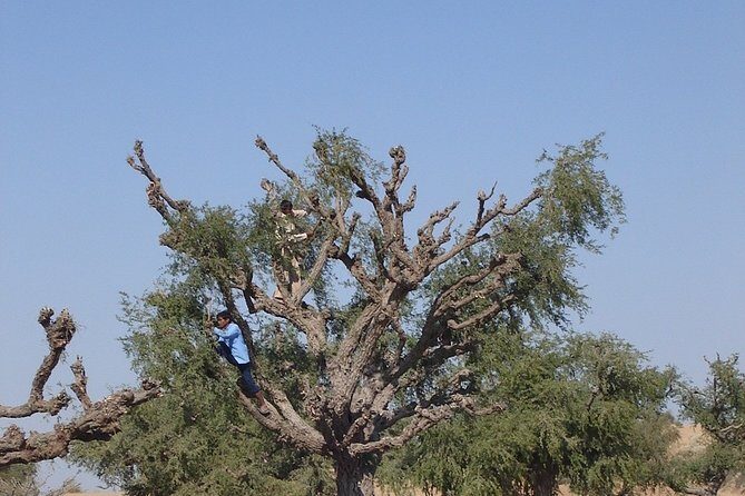 A Camel Safari with High Tea and Local Music - Final Thoughts