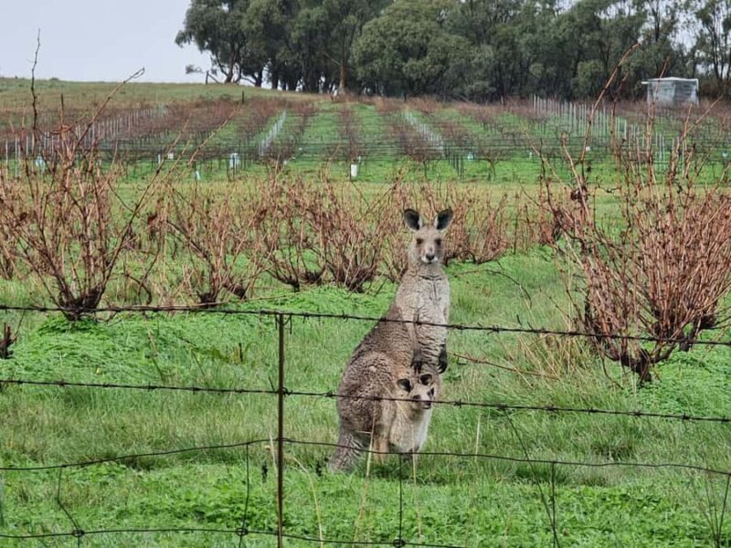 A Clare Valley pickup: Wine and Heritage Tour with a Local. - Final Words