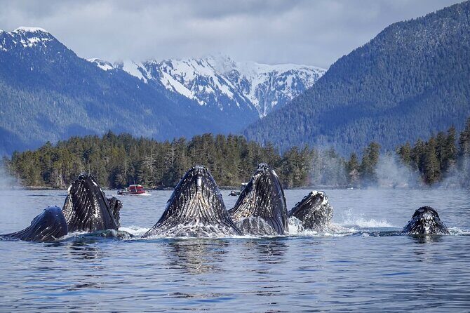 A Comfortable Sitka Whale Watching Wildlife Shore Excursion - An In-Depth Look at the Experience