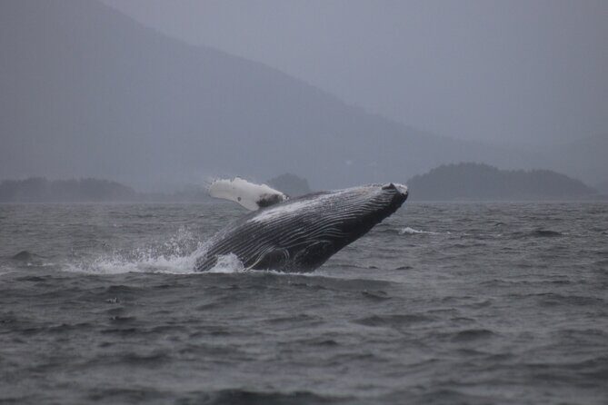 A Comfortable Sitka Whale Watching Wildlife Shore Excursion - FAQ: Your Questions Answered