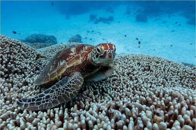 A Cook Islands Turtle Tour - small groups, premium experience - The Itinerary in Detail