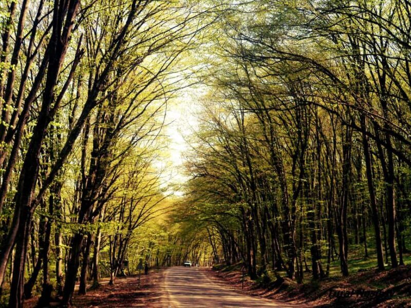 A Culinary Journey Through History and Nature - Key Points