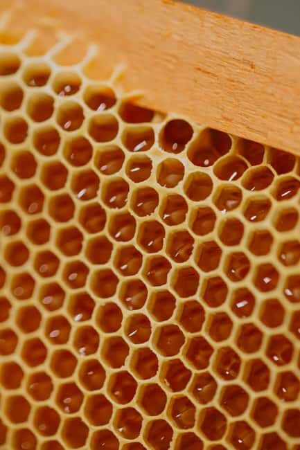 A day as a beekeeper: an adventure among mountains and nature - Key Points