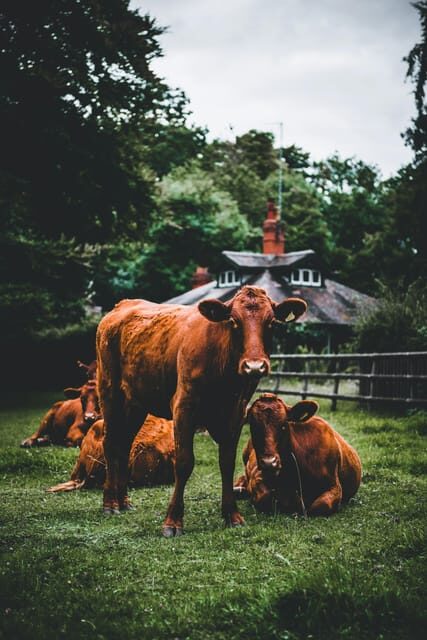 "A Day as a Farmer" Experience - Key Points