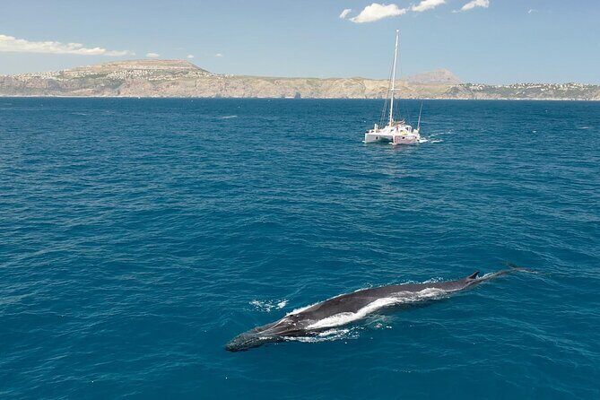 A day at sea from Dénia or Jávea with Barbecue aboard the Catamaran - FAQs