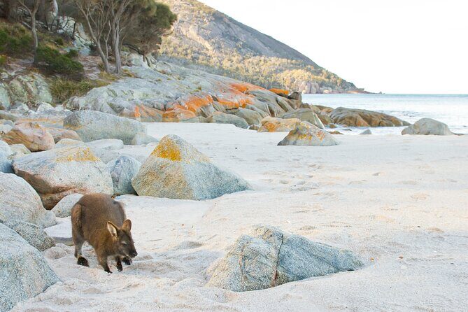 A Day At Wineglass Bay - Starting Early: Pickup and First Stop at Orford