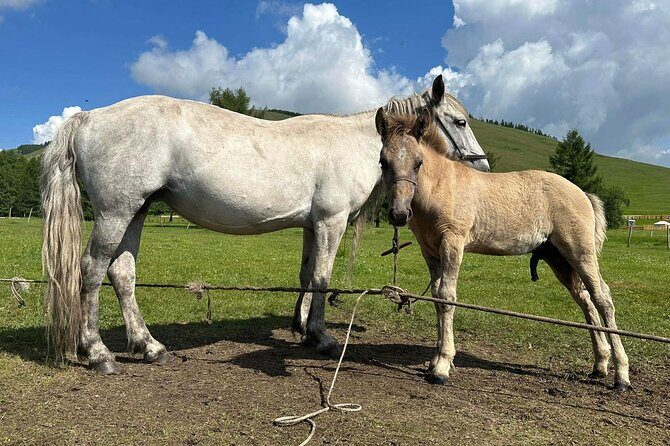 A Day Authentic Mongolian Trip near Ulaanbaatar all-inclusive - Who Would Love This Experience?