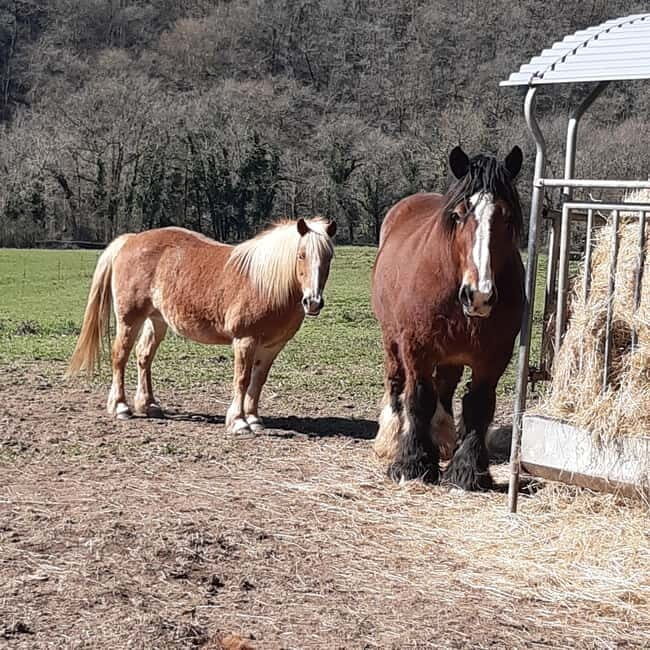 A Day Hike in Mervent Forest (Vendée) - Key Points