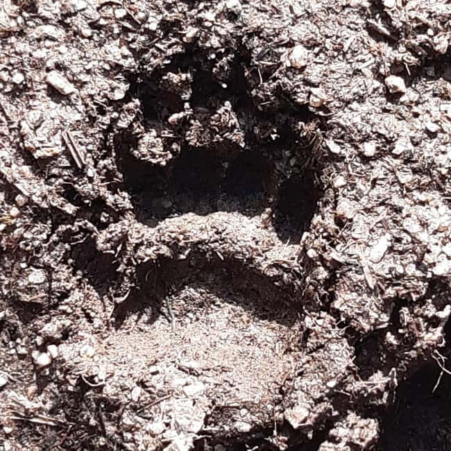 A Day Hike in Mervent Forest (Vendée) - Why This Tour Is Worth Considering