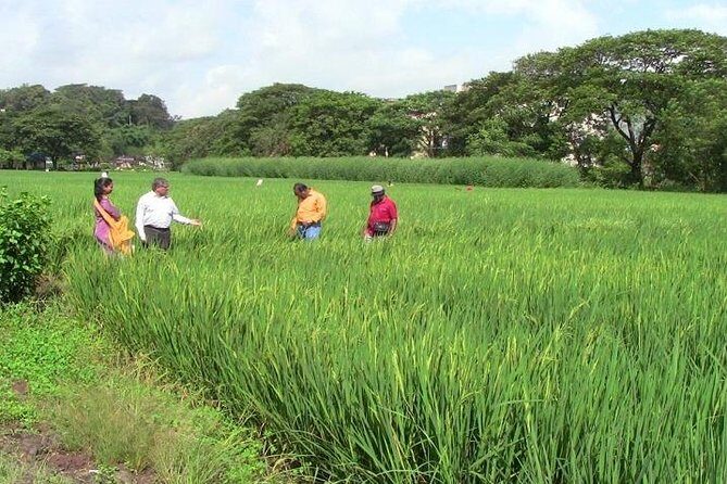 A Day in the Countryside Around Mumbai - An In-Depth Look at the Experience