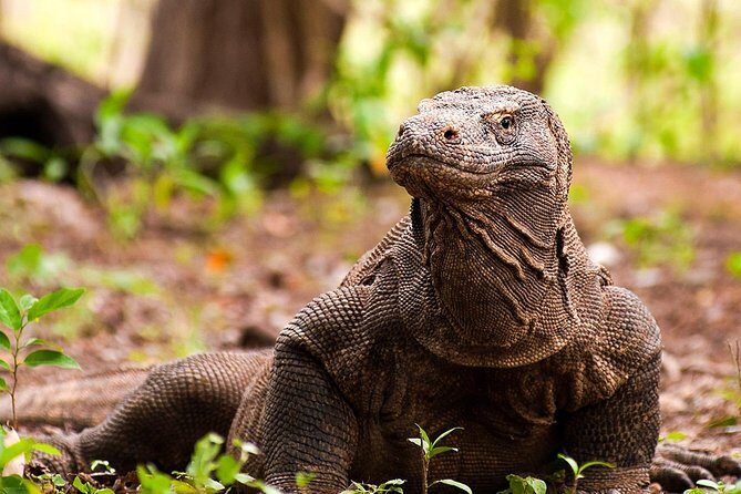 A Day to Komodo Island - Komodo Island: The Big Attraction