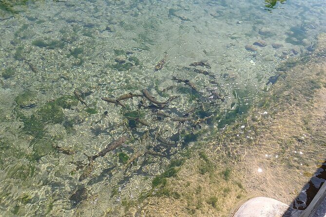 A day tour in Montanejos hot springs. - FAQ