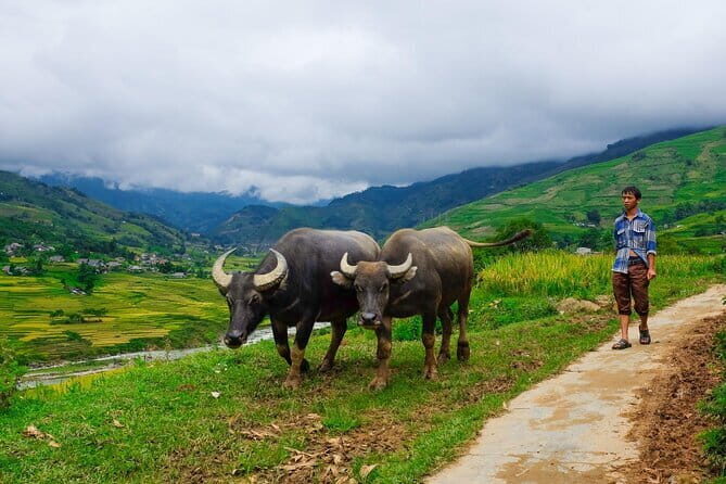 A day Trek to Rice Field in LaoChai-Tavan village-MuongHoa valley - Key Points