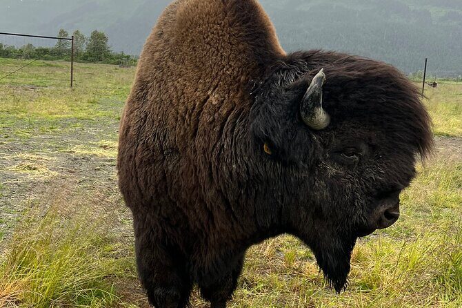 A Guided Alaskan Escape: Wildlife Sanctuary and Glacier Hiking - A Guided Alaskan Escape: Wildlife Sanctuary and Glacier Hiking – Honest Review