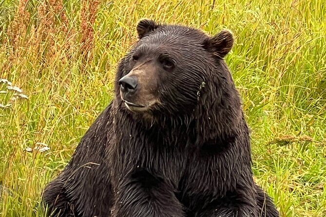 A Guided Alaskan Escape: Wildlife Sanctuary and Glacier Hiking - Practical Considerations and Value