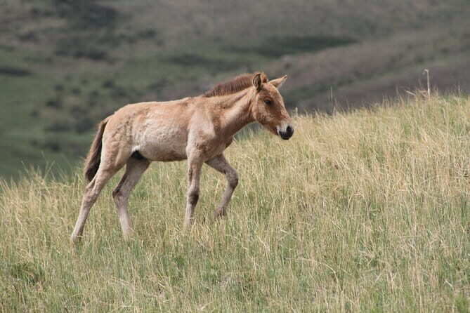 A Private Tour to Central Mongolia - Is This Tour Worth It?