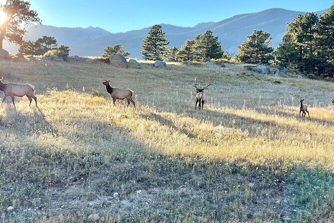 A Rutin' Good Time; Elk Tour in Rocky Mountain National Park - FAQ