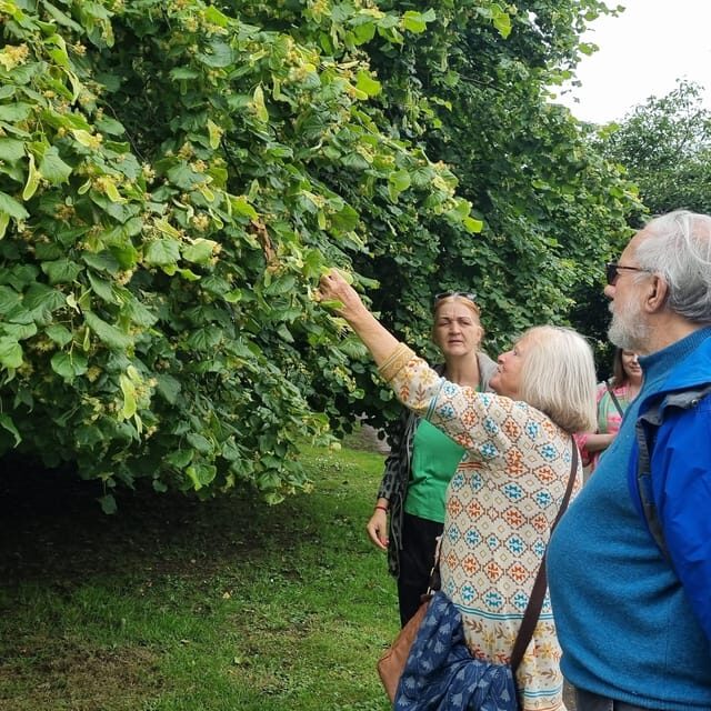 A Tour of Glastonbury - Guided by the Trees - Key Points