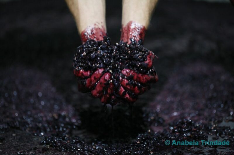 A trip through the Vinhos Verdes of the Basto Region - Key Points