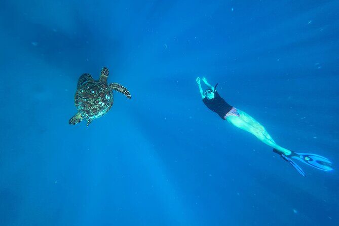 A Turtle Tour on Rarotonga - small groups, premium experience - An In-Depth Look at the Rarotonga Turtle Tour