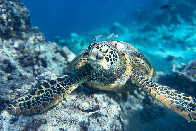 A Turtle Tour on Rarotonga - small groups, premium experience - Authenticity and Respect for Marine Life