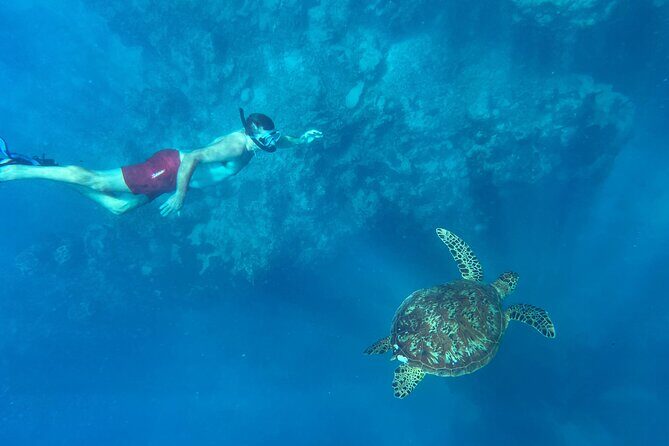 A Turtle Tour on Rarotonga - small groups, premium experience - Final Thoughts on Value and Suitability